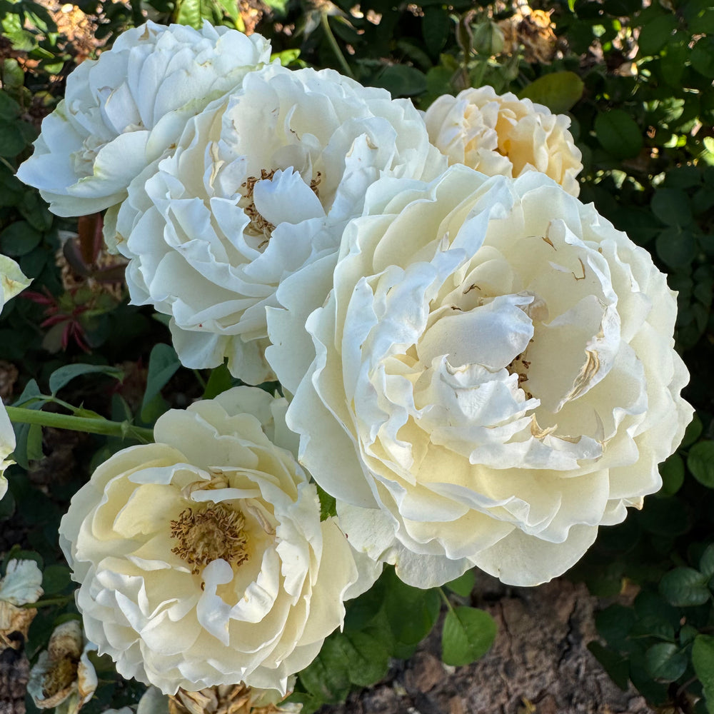 Close-up of white and cream-colored roses with green leaves in the background