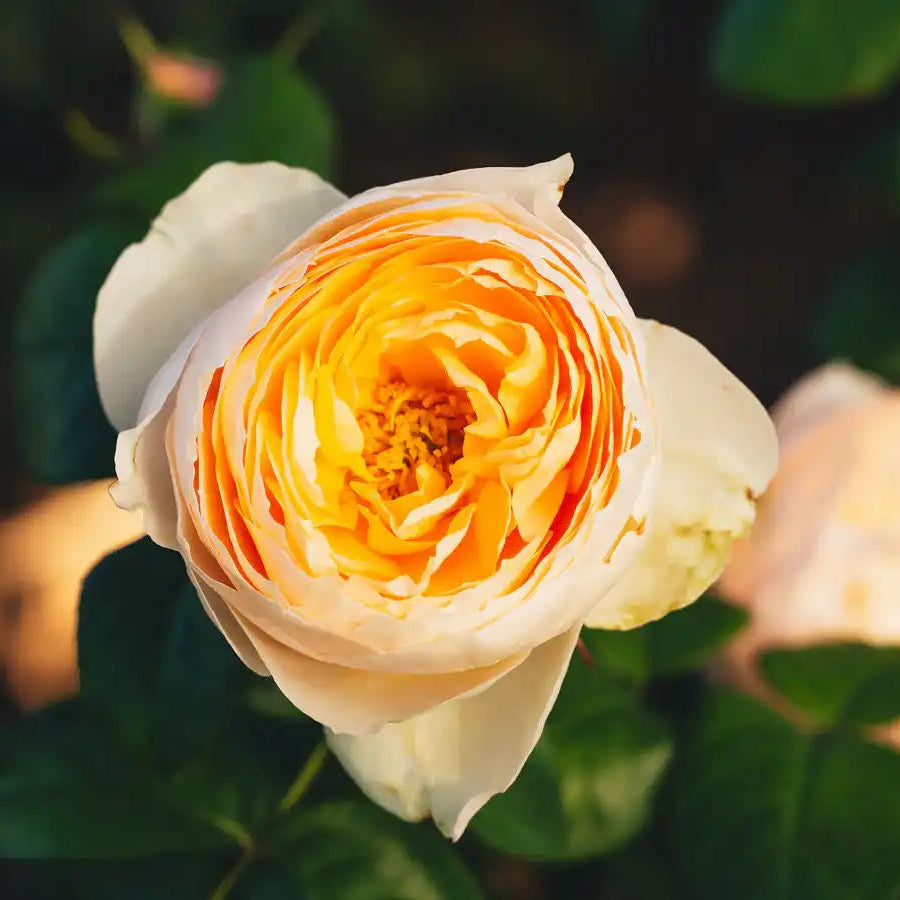 2026 Rose Bush Catalog | April & Ashley