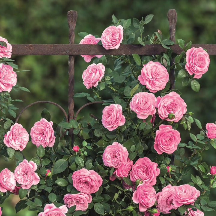 Pink Eva roses growing on a metal trellis with a blurred green background