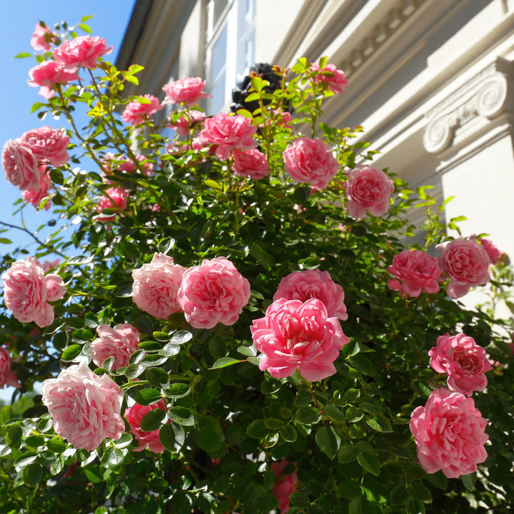 Bush of Pink Eva Roses in front of a house