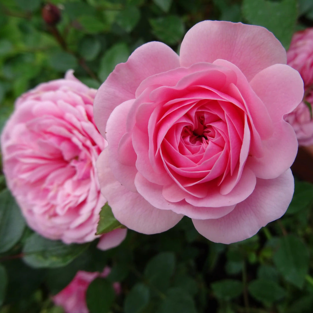 Two Eva Roses in a bush