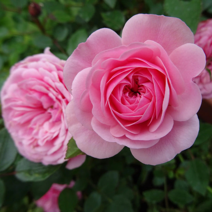 Two Eva Roses in a bush
