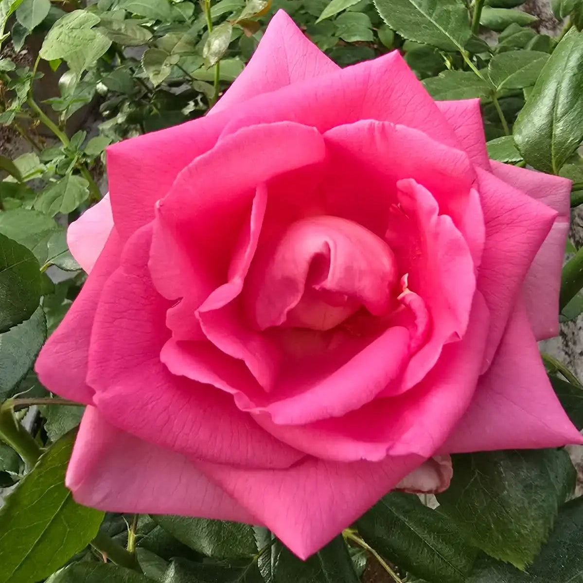 Barbra's Baby™ Pink Peach & Gold Rose | April & Ashley