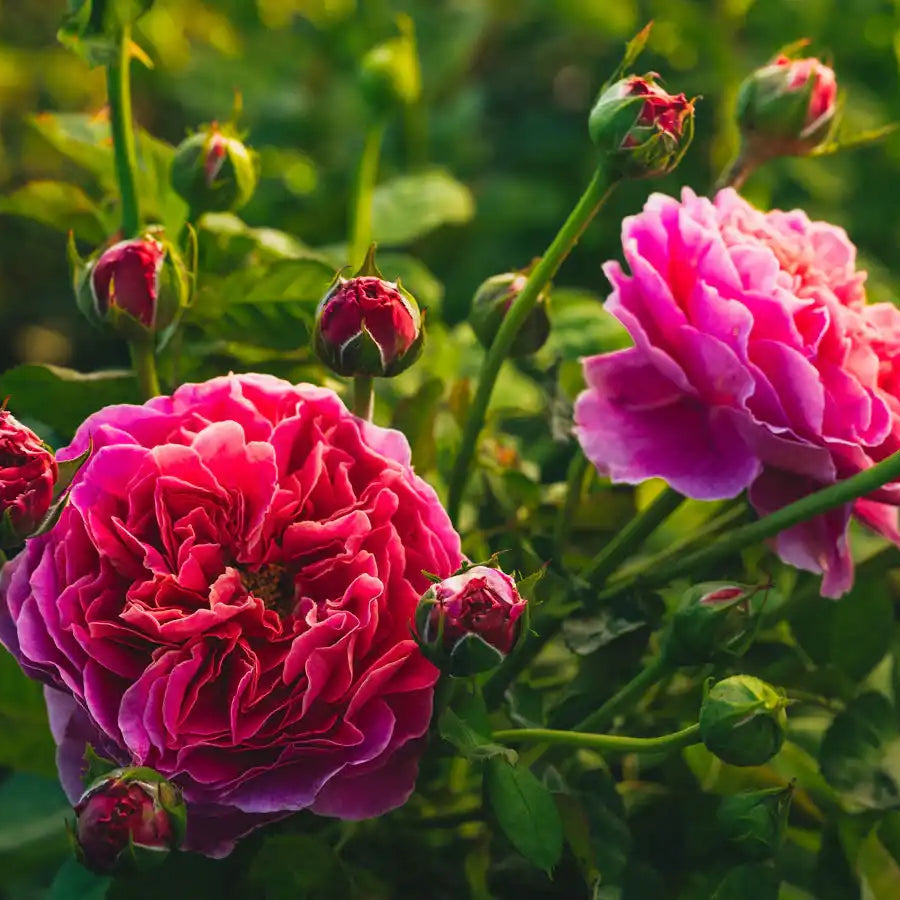 2026 Rose Bush Catalog | April & Ashley