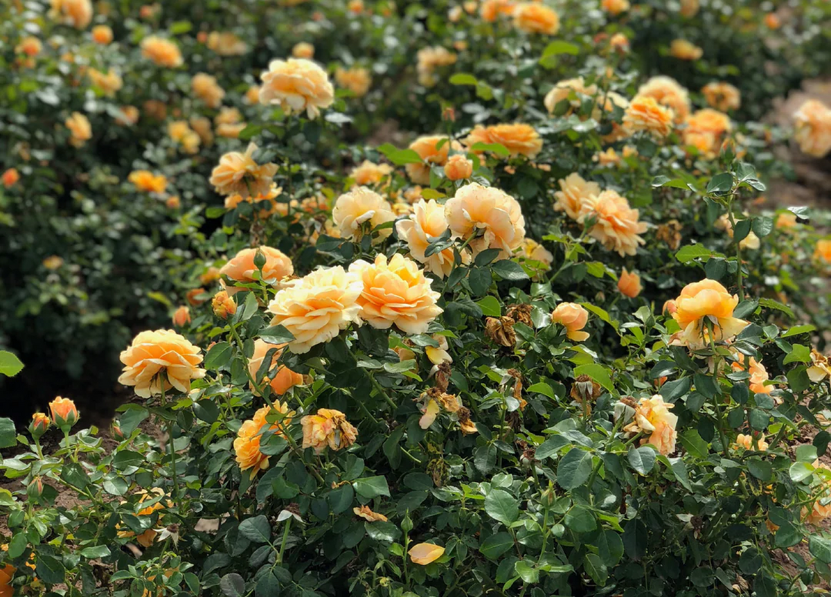 Farm-Fresh Roses Straight to Your Door | April & Ashley