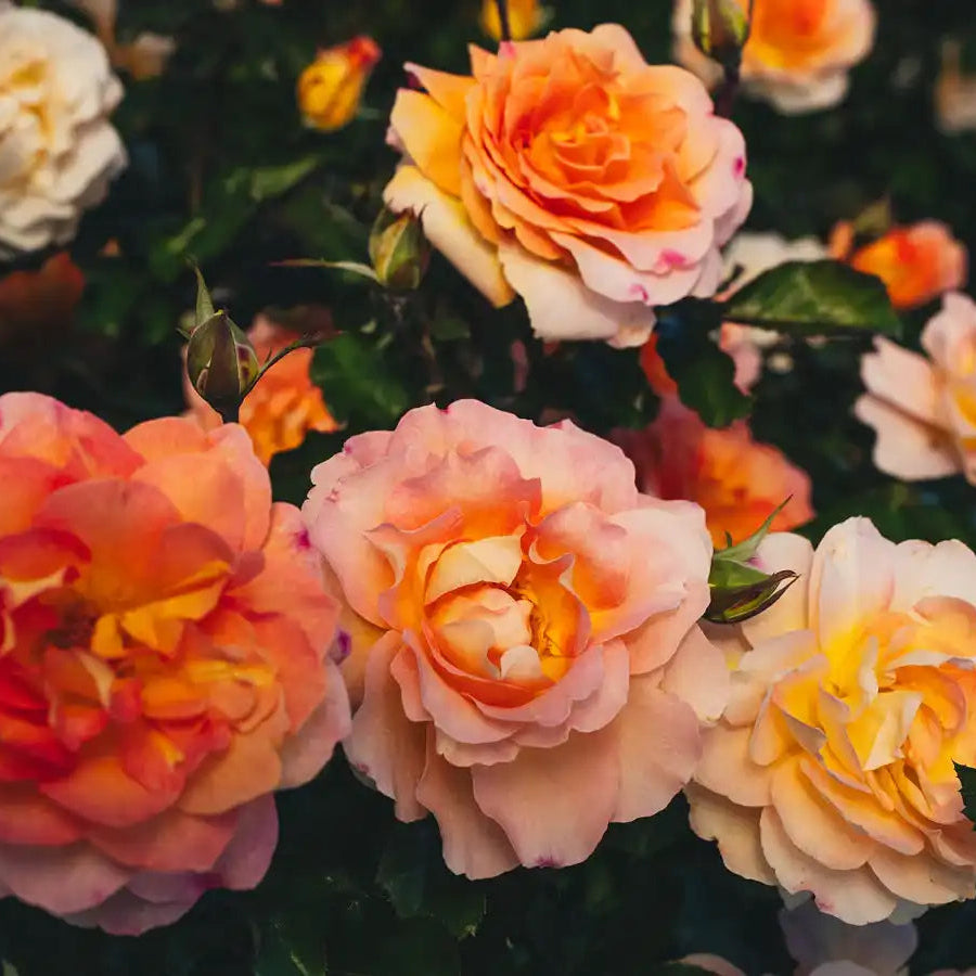 Peach Rose Bush Collection | April & Ashley