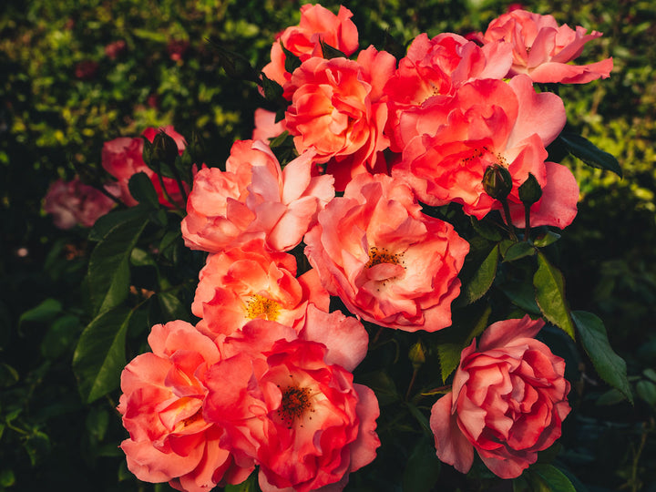 Pacific Wonderland™