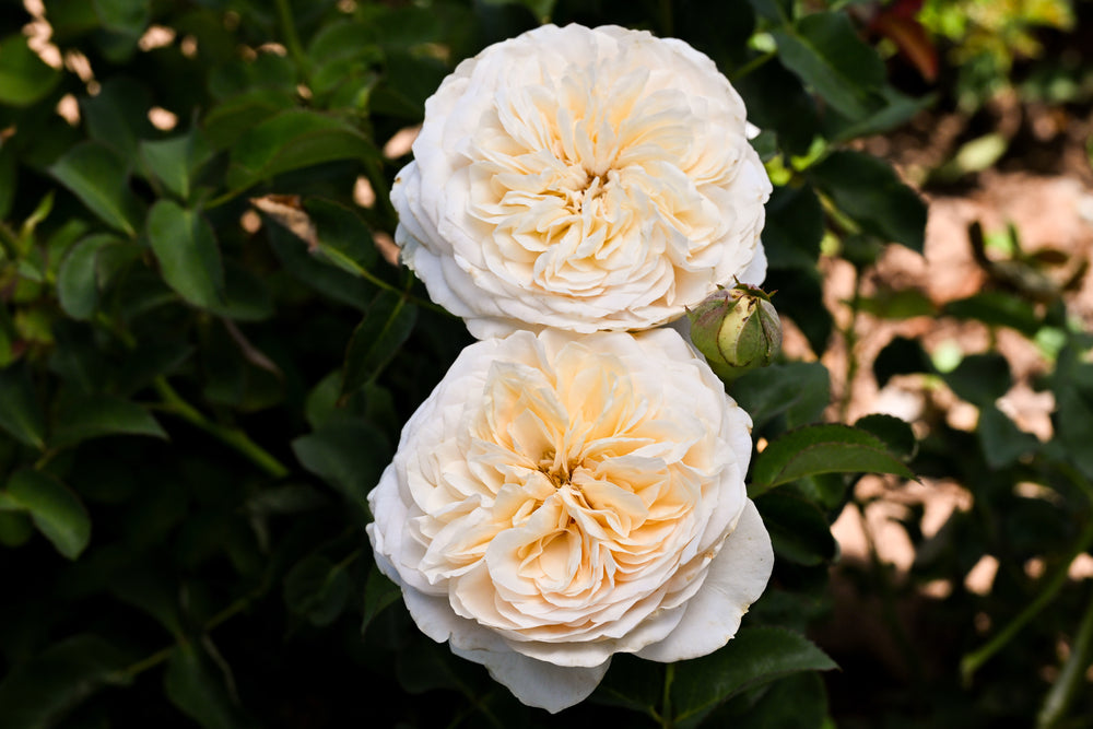 Two white flowers with a blurred green background