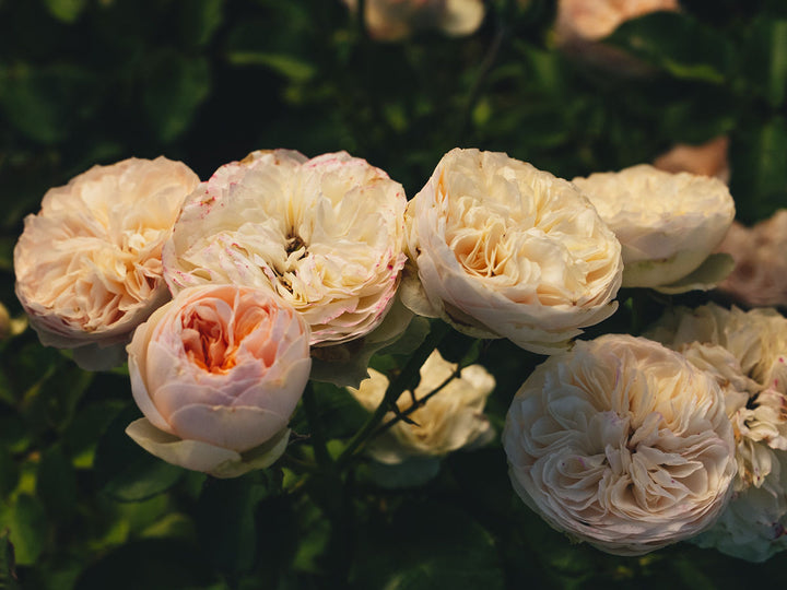 Grandma's Finest® Romy