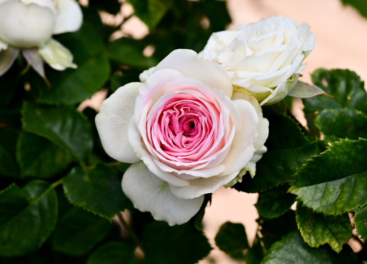 Close-up of a pink and white rose with green leaves in the background