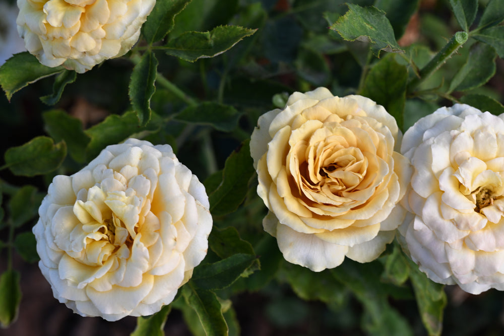 Close-up of white and beige roses with green leaves.