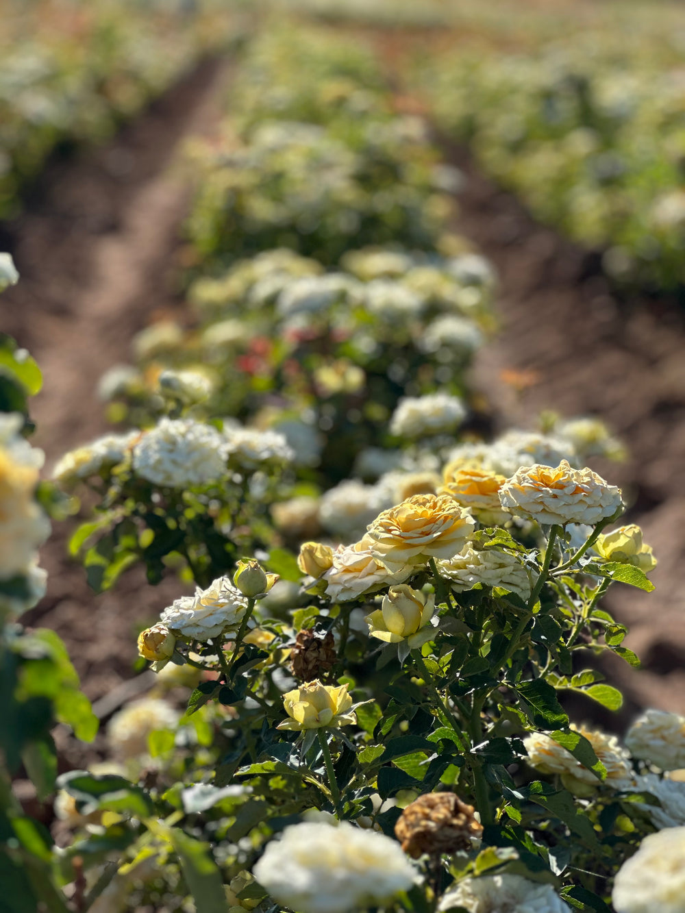 Field of white and yellow flowers with a blurred background