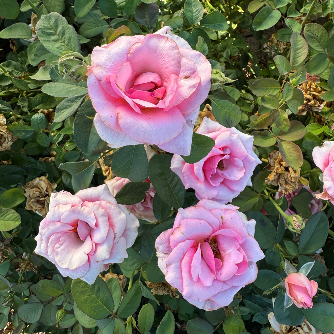 Pink roses with green leaves in a garden setting
