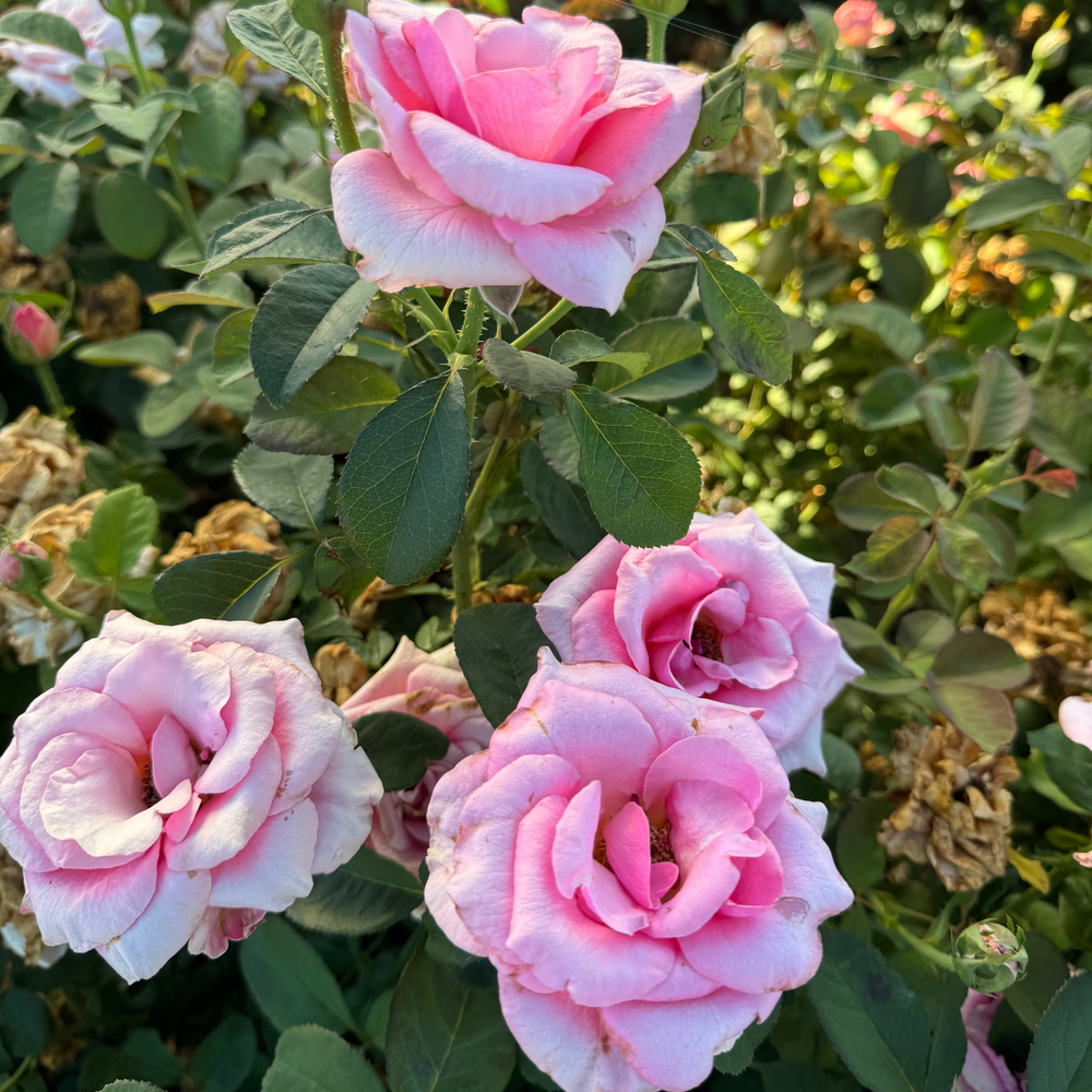 Close-up of pink roses with green leaves in a garden setting