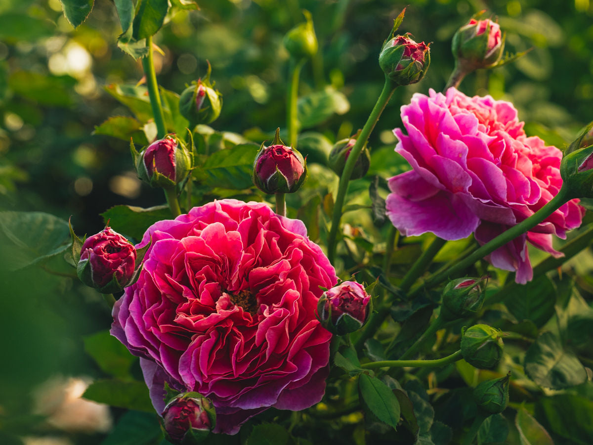 Hardiness Zone 8 Rose Bush Collection | April & Ashley