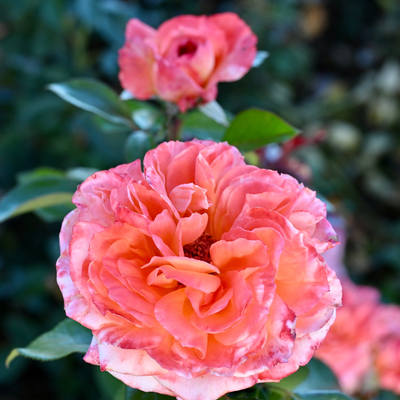 ROSEロイヤル RoyalDane.jpg?v=1622813059&