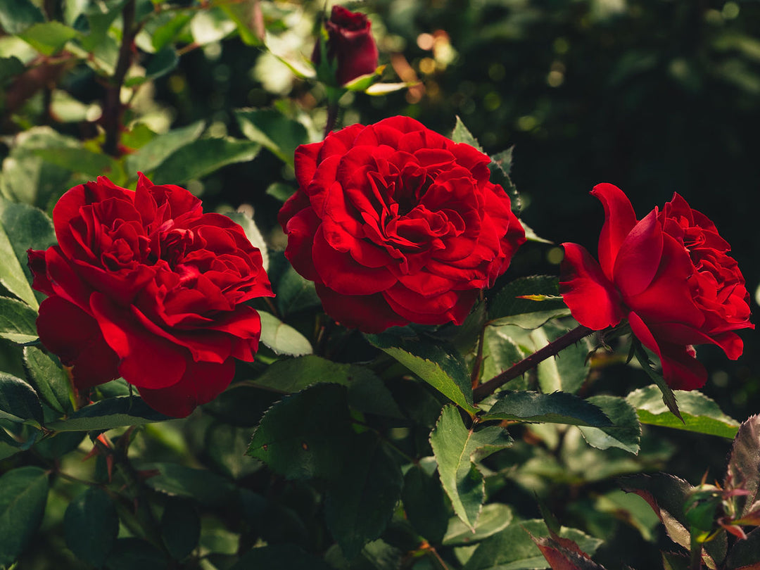 Red roses with green leaves on a blurred natural background