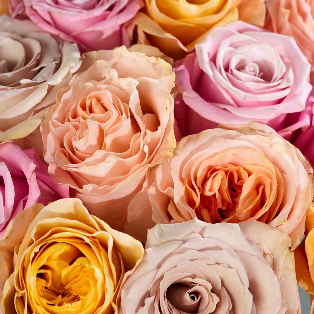 Close-up of a bouquet of multicolored roses.