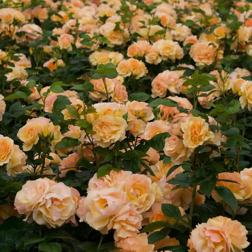 Hansestadt Rostock™ – April & Ashley