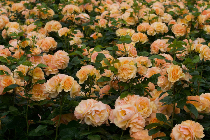 Hansestadt Rostock™