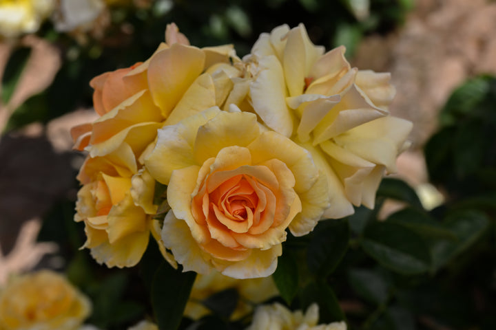 Hansestadt Rostock™