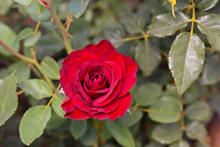 Hearts® Rose Bush