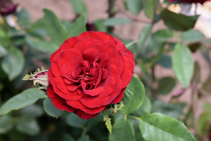 Hearts® Rose Bush