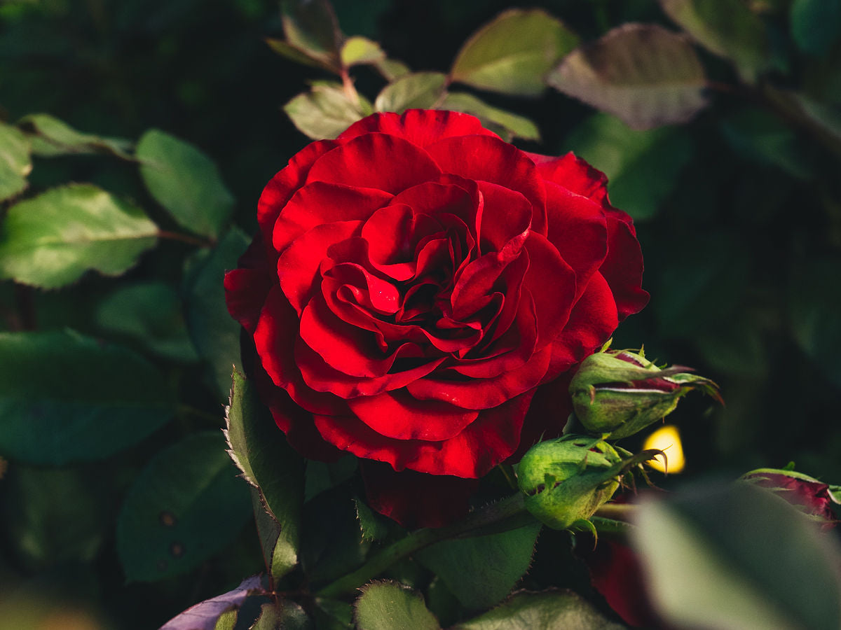 Zone 10 Rose Bush Collection | April & Ashley