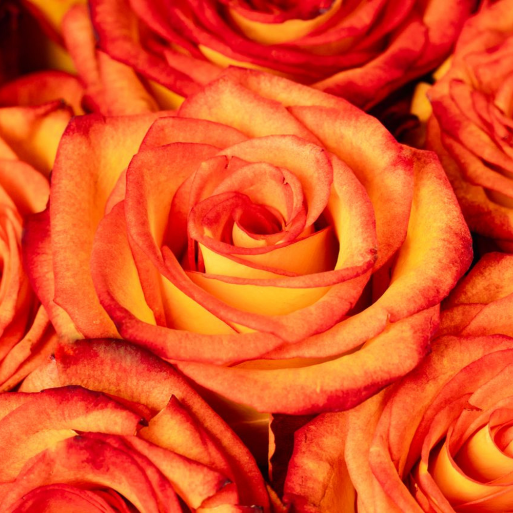 Close-up of a bouquet of red and orange roses.