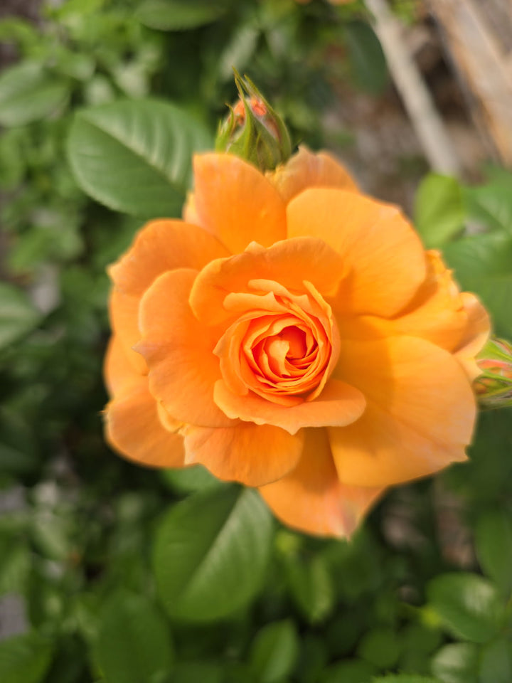 Orange rose flower with green leaves in the background