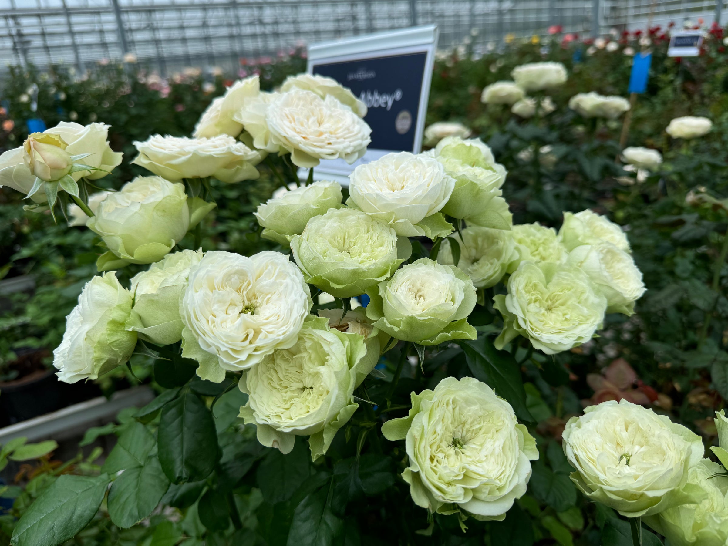 Yellow Rose
