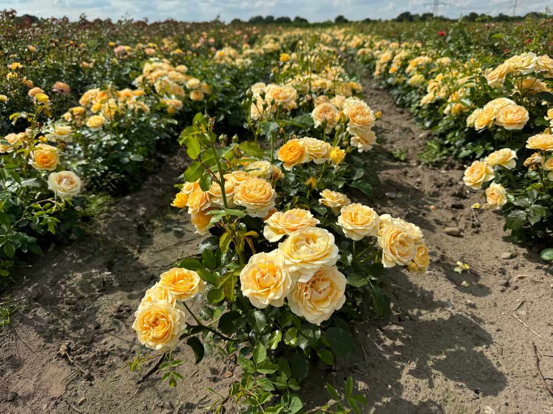 Garden Filled with Yellow Flowers