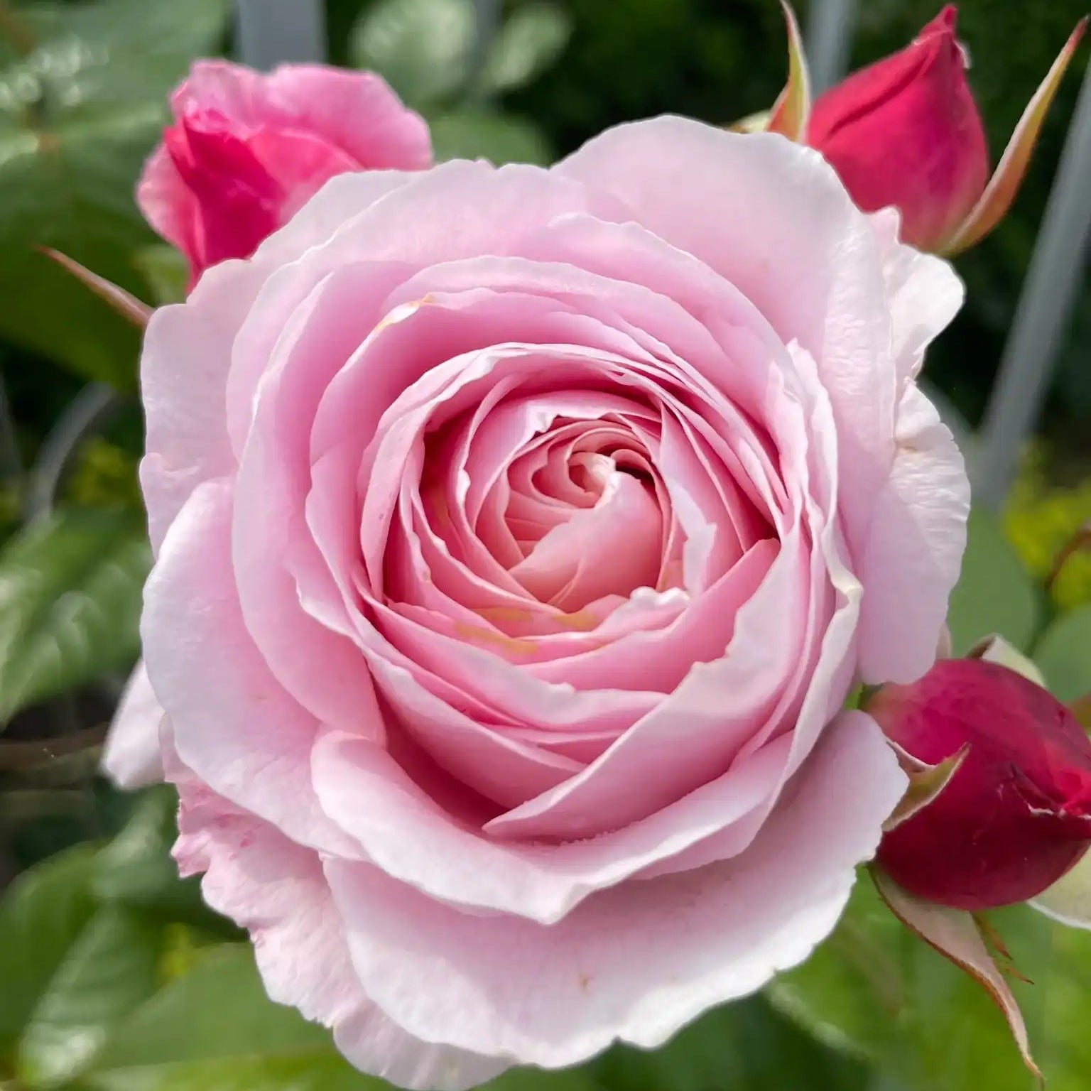 Hardiness Zone 8 Rose Bush Collection | April & Ashley