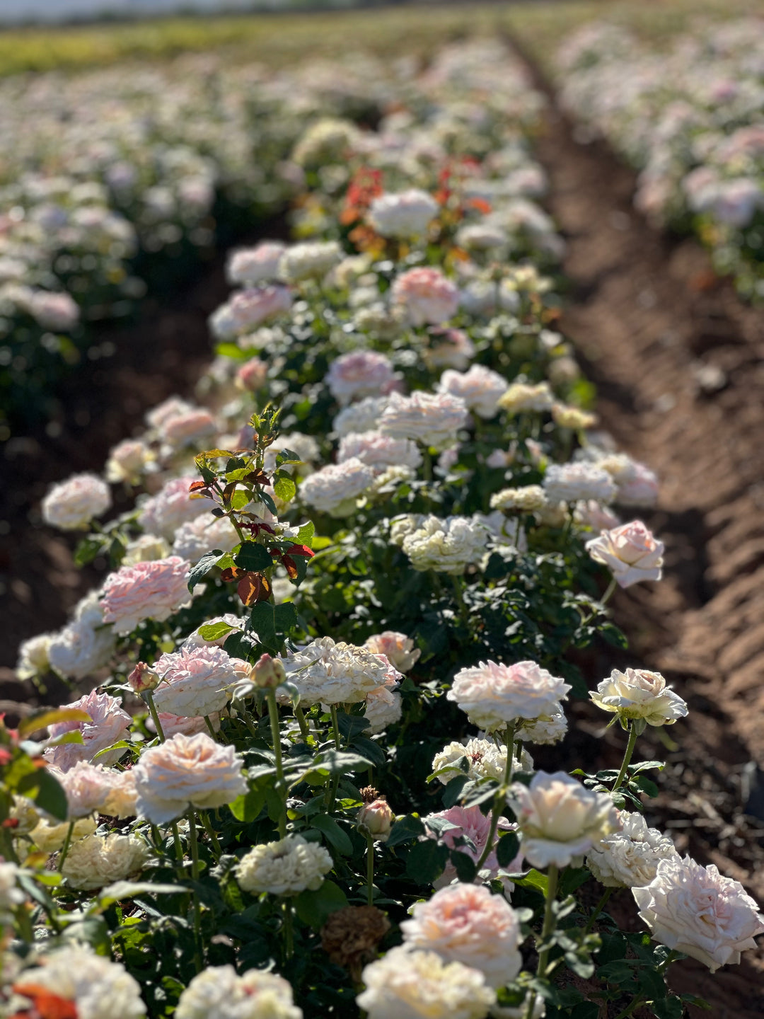 Pink O'Hara™ Rose Bush