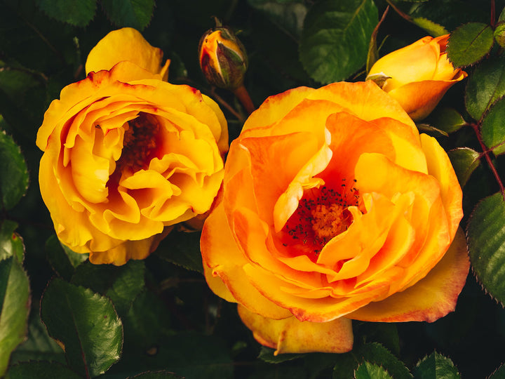 Holiday Island "Oahu"™