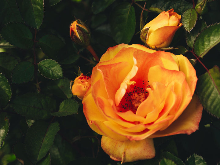 Holiday Island "Oahu"™