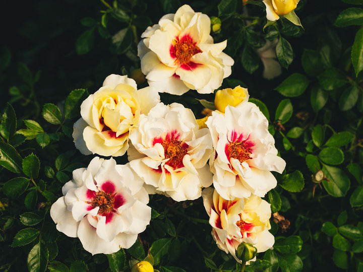 Merry Babylon Eyes™