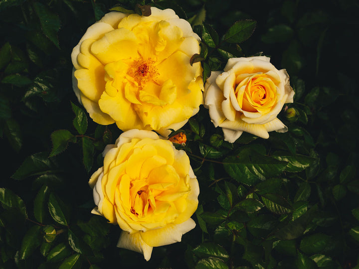 Holiday Island "Rarotonga"™