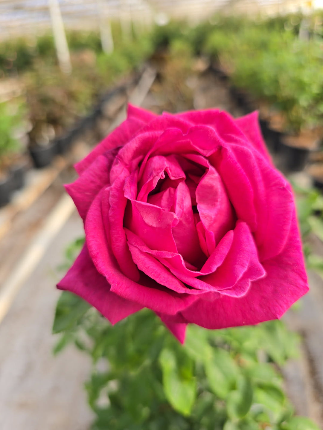 Close-up of a pink rose with blurred garden background