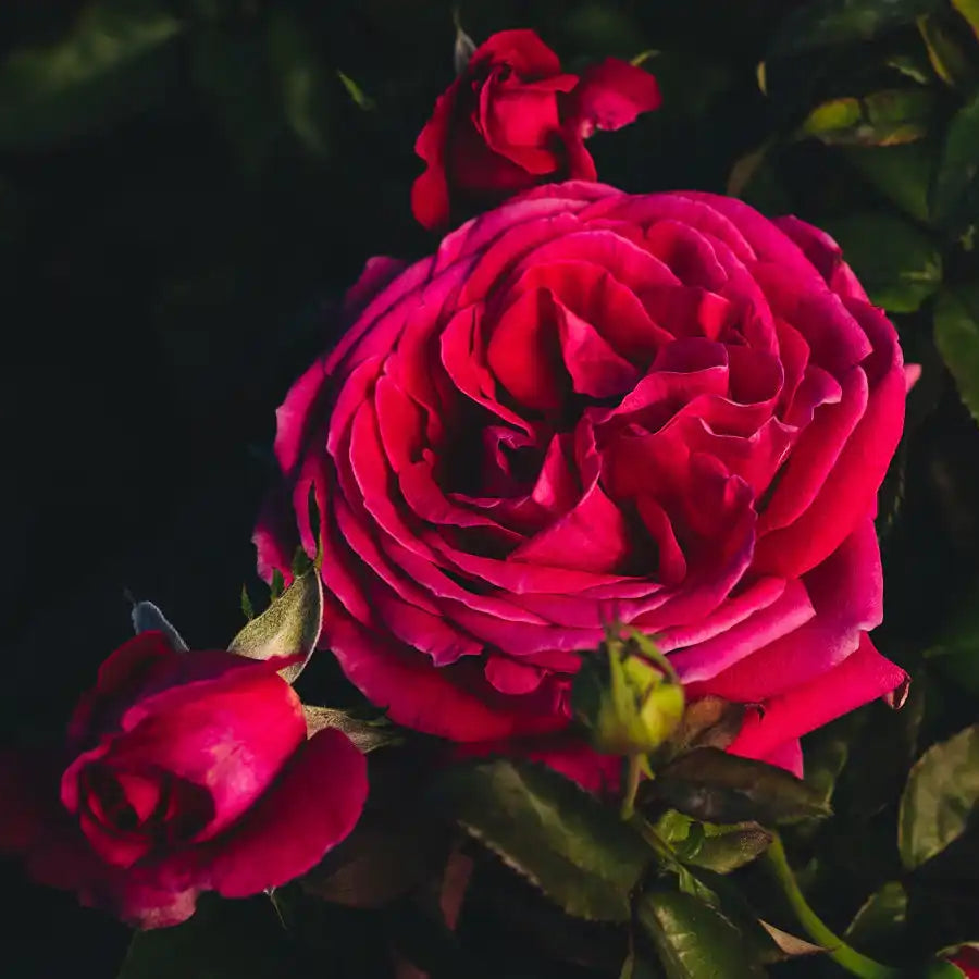 Pink Roses Avril In the Pink™ – April & Ashley