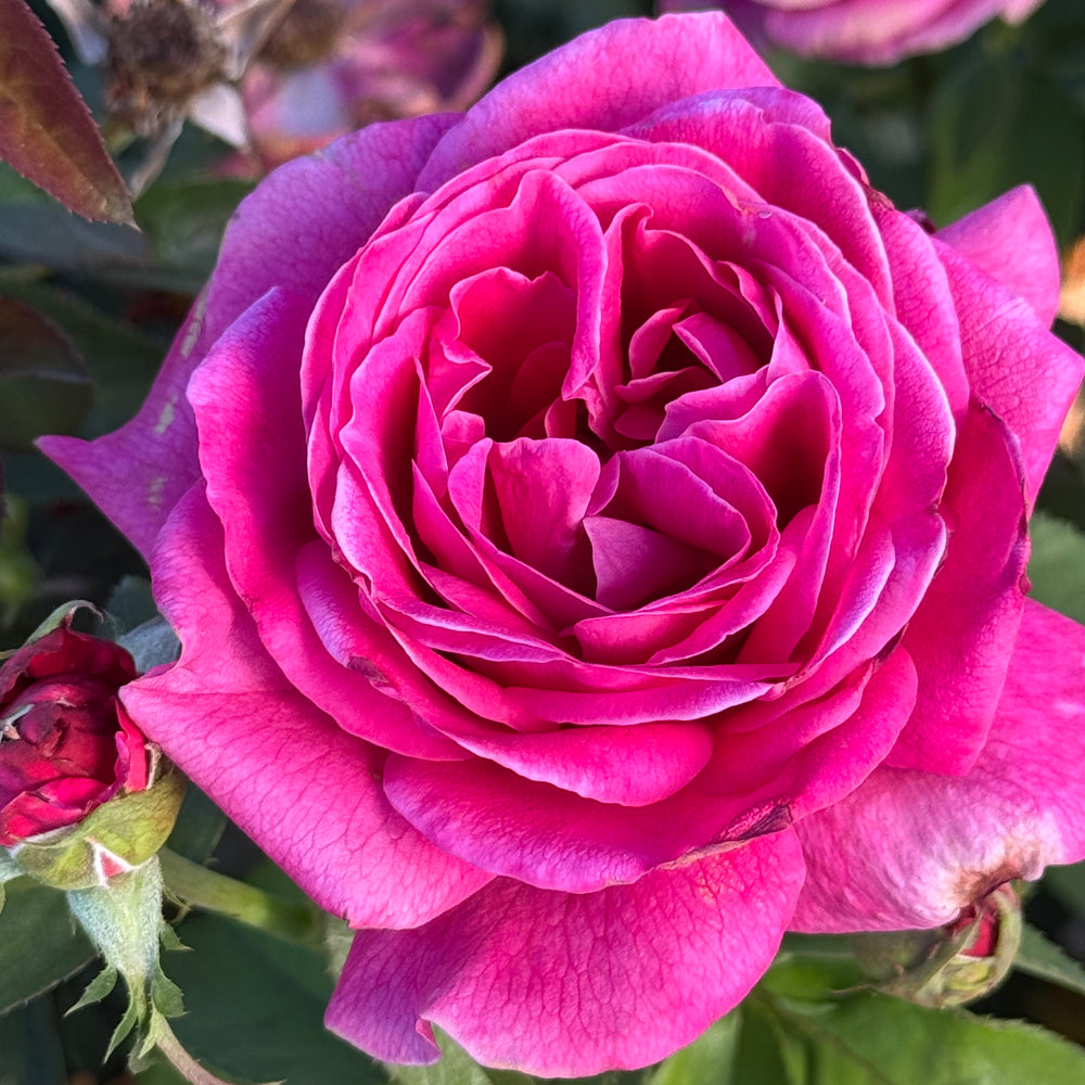 In the pink bloom close up