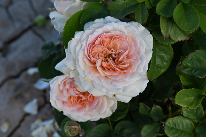 Close-up of two pink and white roses with green leaves on a blurred background