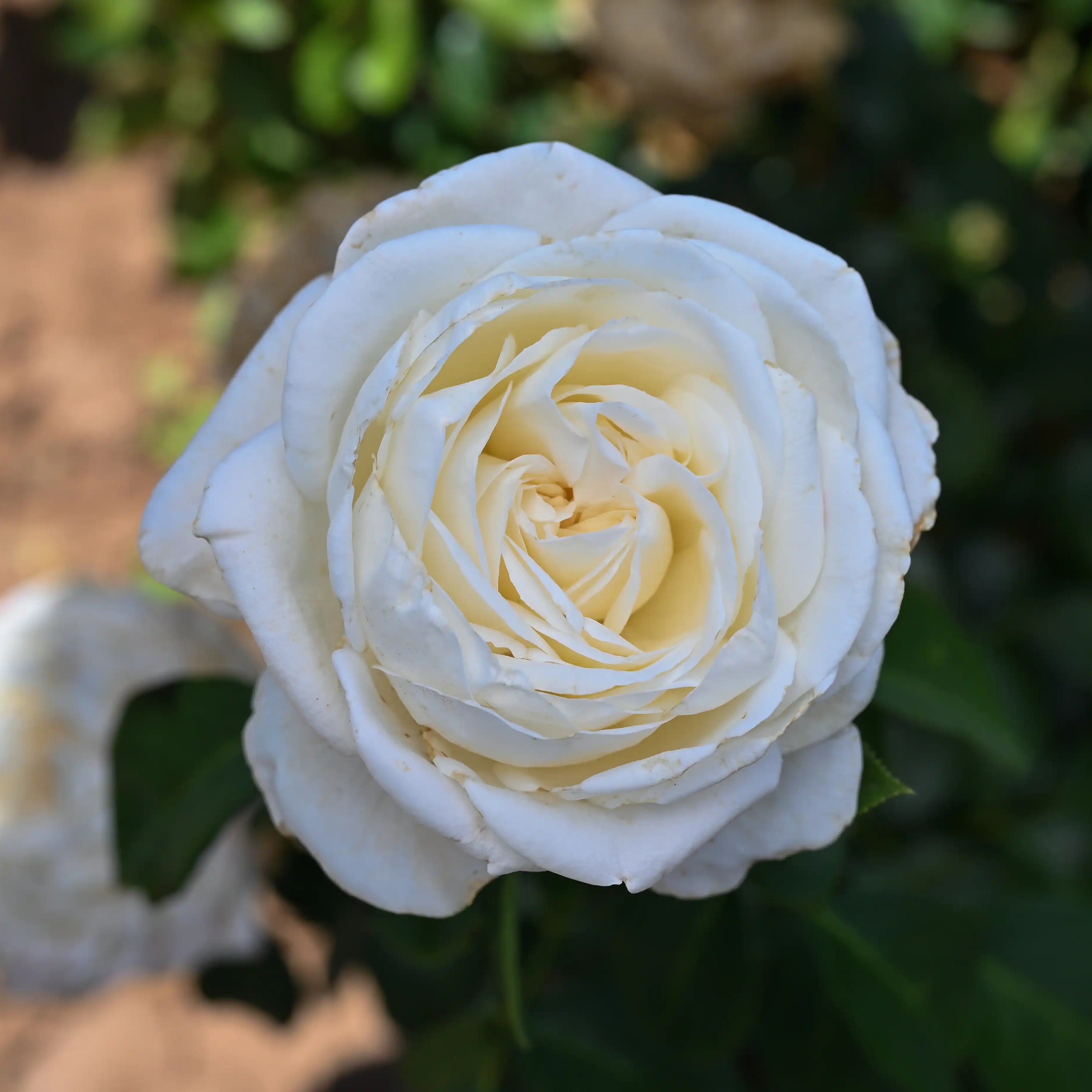 Jeanne Moreau™ Creamy White & Pale Yellow Rose | April & Ashley