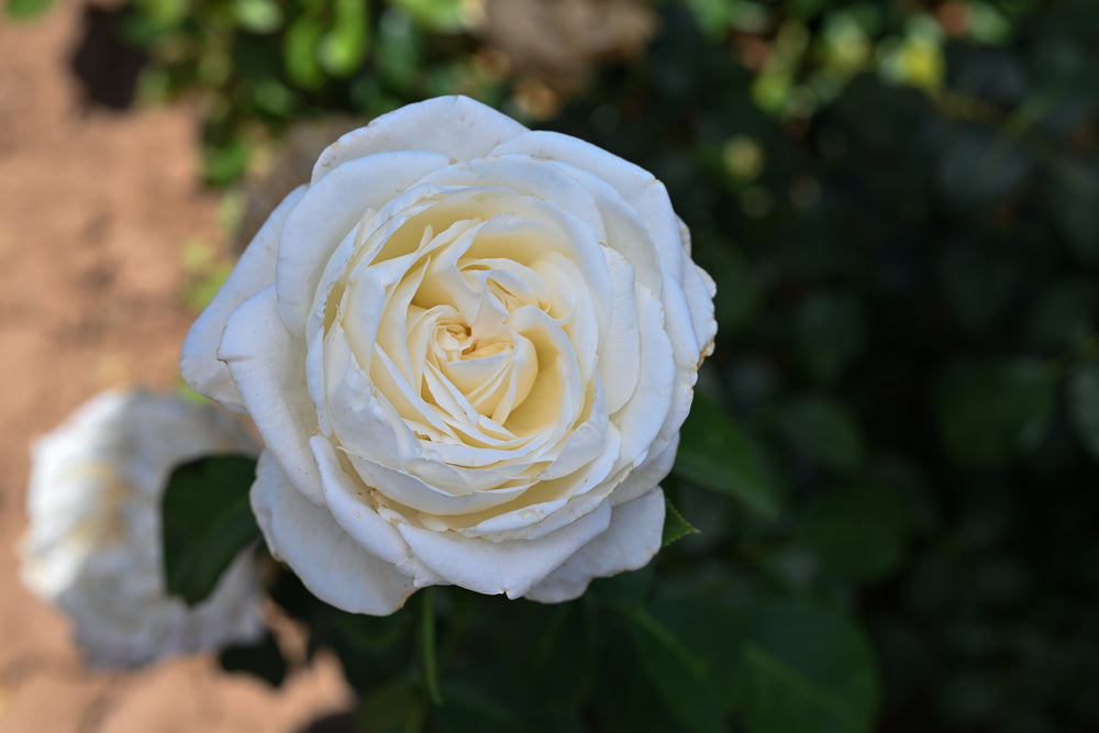 Jeanne_Moreau rose bush