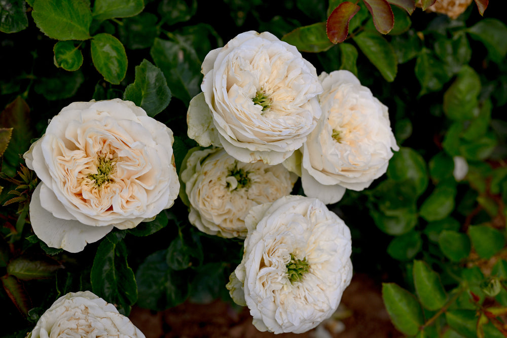 Close of white rose blooms