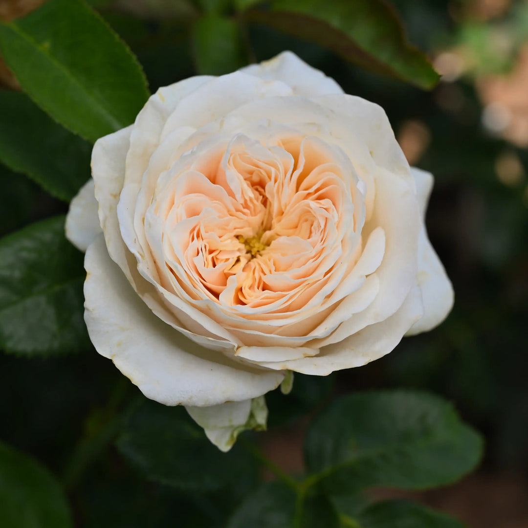 green rose plant seeds Jillian Bud & Bloom Pot
