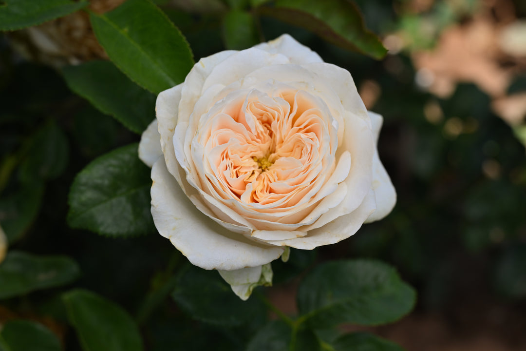 White and peach-colored rose with green leaves in the background