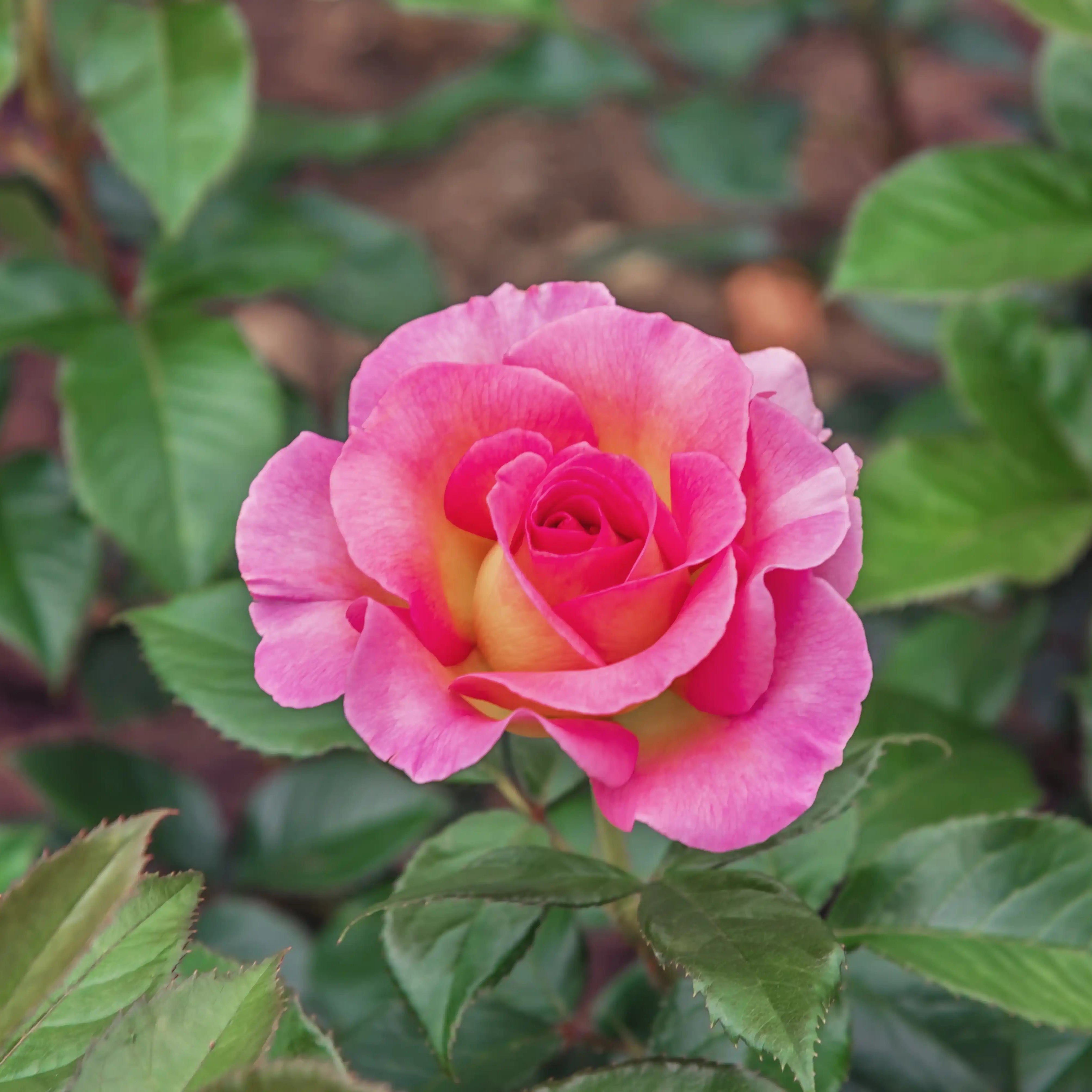 Julie Andrews™ Pink Fuchsia Rose | April & Ashley