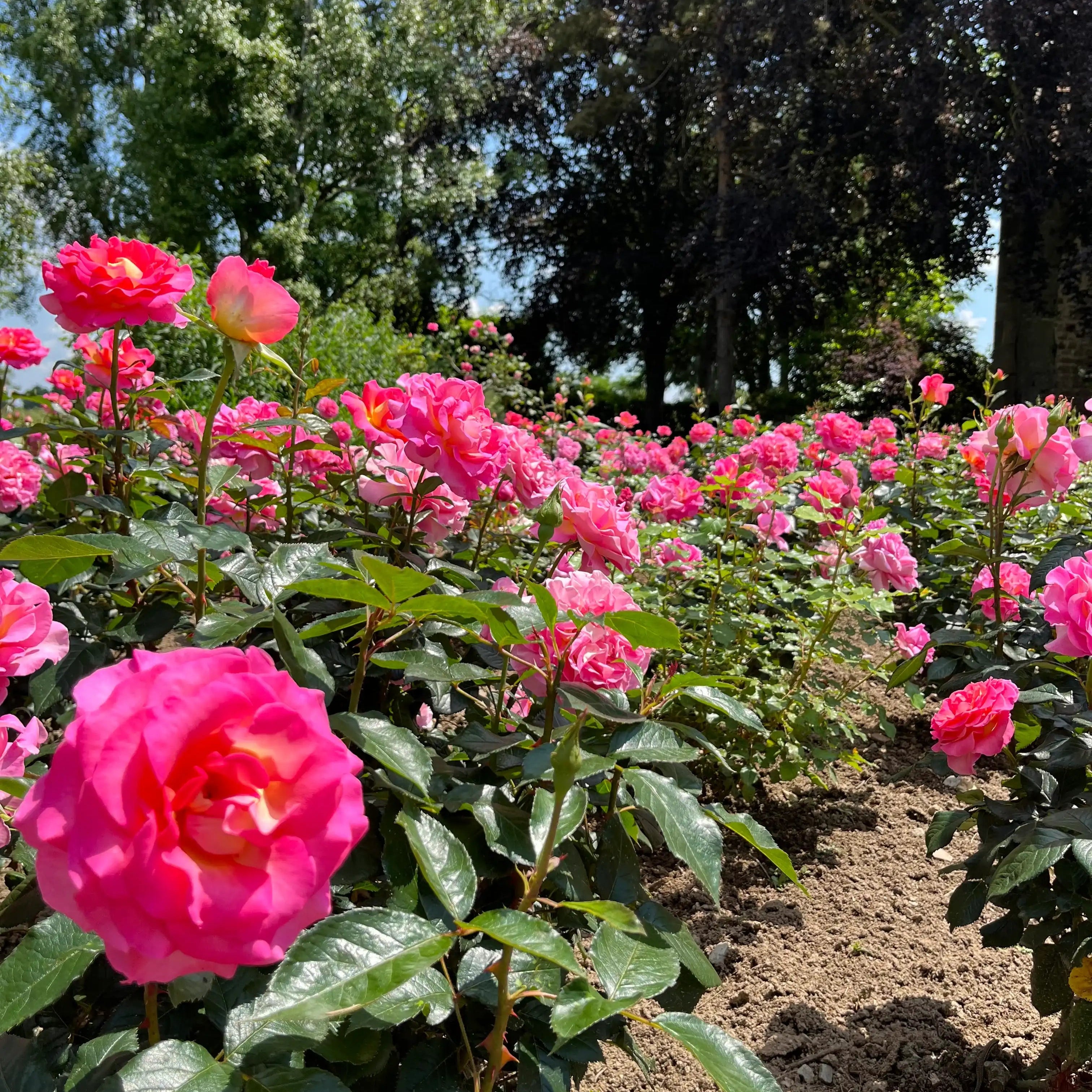 Julie Andrews™ Pink Fuchsia Rose | April & Ashley