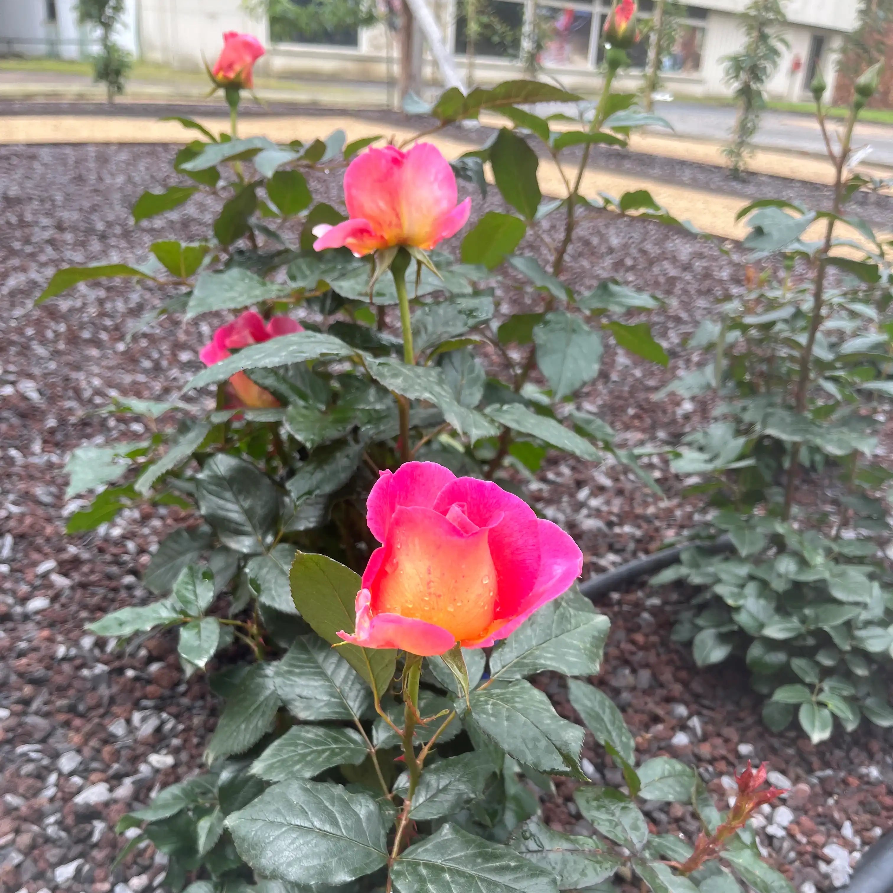 Julie Andrews™ Pink Fuchsia Rose | April & Ashley